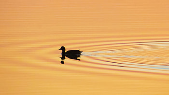 Duck Gliding On Water, duck, silhouette, birds, nature HD wallpaper