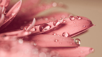 Water droplets, Gerbera Daisies HD wallpaper