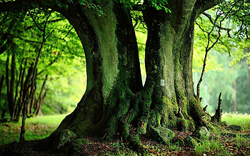 Old Tree, hermoso, reliquia, arbol, viejo HD wallpaper
