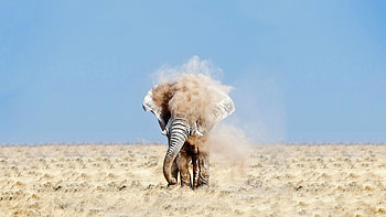 Animals, Sky, Sand, Dust, Elephant HD wallpaper