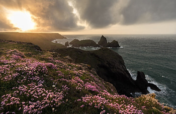 Flowers on Cloudy Coast, Cloudy, Flowers, Coast, on HD wallpaper