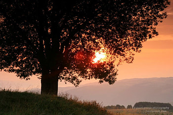 September memories, bulgaria, graphy, tree, sunset HD wallpaper