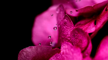 Background, Drops, Macro, Petals, Dew HD wallpaper