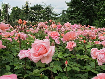 pink rose garden, garden, pink, nature, roses HD wallpaper