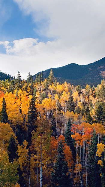 Fall Nature Mountain Wood Forest Tree Sky Summer HD phone wallpaper