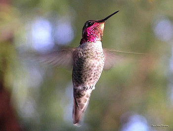 flying bird, flying, birds, animals, close up HD wallpaper