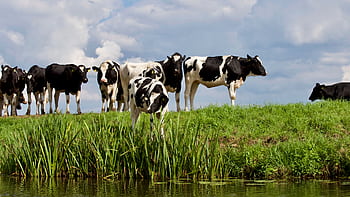 A herd of Holstein cows grazing by a water body on a sunny day with a clear sky. HD wallpaper