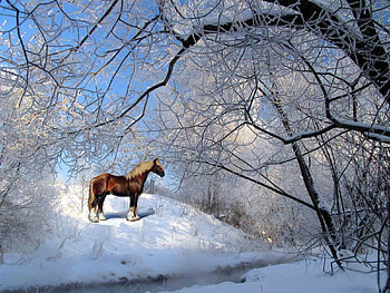 Snow Pony, winter, snow, cold, ponies, shiny HD wallpaper