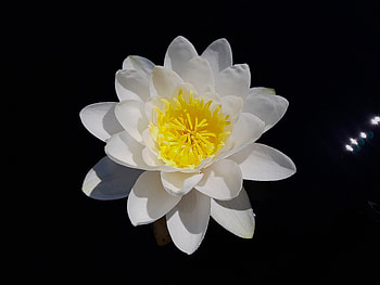 White, water lily, portrait, flower HD wallpaper