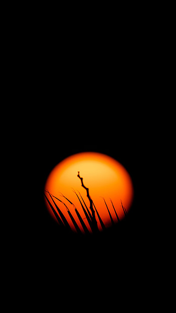 Sun, Dark, Silhouette, Branch, Darkness HD phone wallpaper