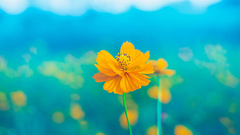 Poppy, blue, summer, mac, flower, yellow, pen tsai, vara HD wallpaper