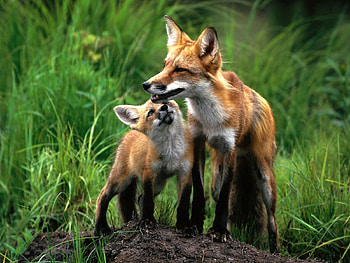 Animals, Grass, Fox, Young, Couple, Pair, Joey HD wallpaper
