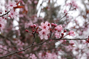 Flowers, Pink, Macro, Branch HD wallpaper