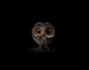 Pinfeather, fluffy owl, cute and adorable HD wallpaper