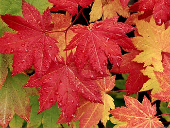 AUTUMN, beautiful, color, red HD wallpaper