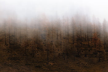 Captivating view of an autumn forest immersed in dense fog, creating a mysterious ambiance. HD wallpaper