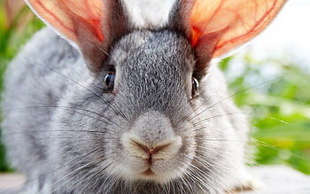 Animals, Rabbits HD wallpaper