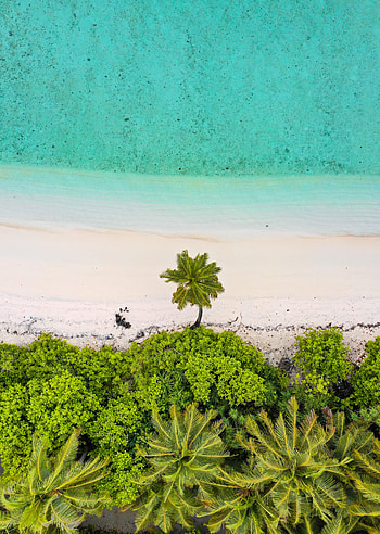 Nature, Sea, Beach, Sand, Palms, View From Above HD phone wallpaper