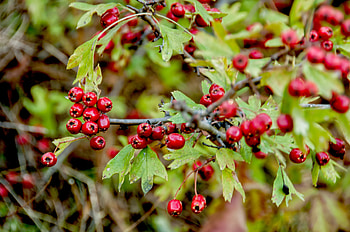 Hawthorn Berry Nature, Hawthorn Berry Safe HD wallpaper