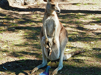 Happy Mother's Day, precious, kindness to animals, Kangaroo, mother and baby, love, adore HD wallpaper