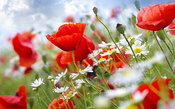 Plants, Flowers HD wallpaper