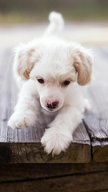 Labrador Retriever, White puppy, HTC , Cute and cuddly HD phone wallpaper