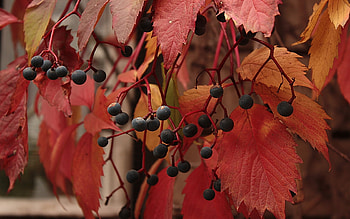 Plants, Leaves, Berries HD wallpaper