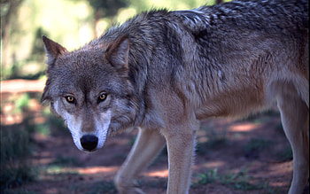 Wolf Prawling, animal, nature, wolf, prawling HD wallpaper