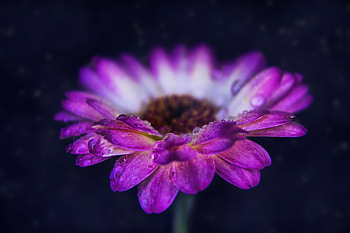 Gerbera, pink, closeup, drops HD wallpaper