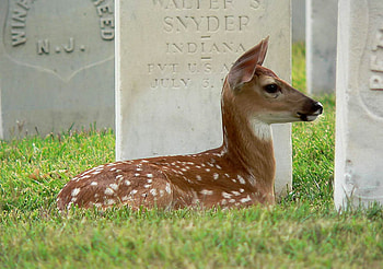 MOM I CANT FIND YOU, cute, adorable, fawn, spotted HD wallpaper