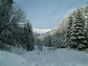 Row of Tall Evergreens, winter, trees, sky, snow HD wallpaper