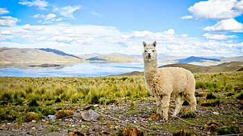 High-resolution alpaca , beauty, Stunning visuals, Detailed design HD wallpaper