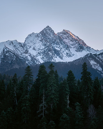 Landscape, Nature, Trees, Pine, Mountain, Vertex, Top HD phone wallpaper