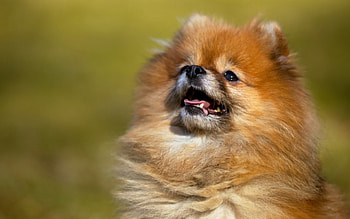 Dog, sweet, pay, dogs, puppies, cute, beautiful, beauty, playful, playful dog, puppy, dog face, pretty, animals, face, bubbles, lovely HD wallpaper