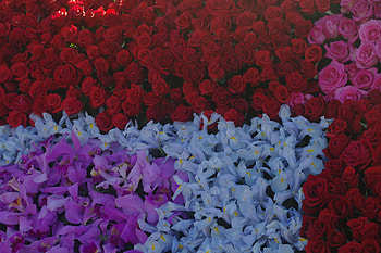 Flowers, Roses, Flower Background HD wallpaper