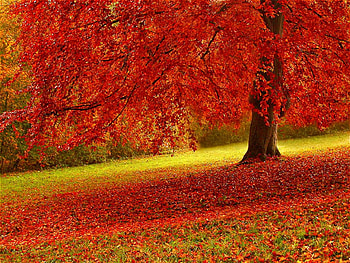 Red Autumn Tree, trees, autumn, leaves, nature HD wallpaper