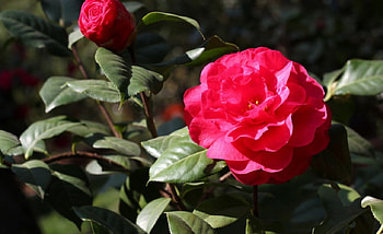 Red Camellia, camellia, nature, red, flower HD wallpaper