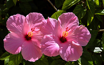 Pink Hibiscus, Flowers, Petal, Hibiscus, Blossom HD wallpaper