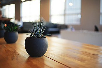 Miscellanea, Miscellaneous, Table, Indoor Plant, Houseplant, Pot HD wallpaper