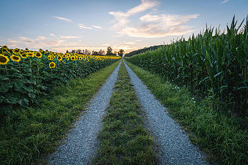 Nature, Grass, Road, Dahl, Distance, Sunflower HD wallpaper