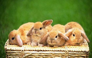 Siblings, Bunnies HD wallpaper