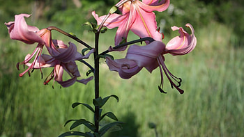 Lilies, garden, beautiful, flowers, lily HD wallpaper