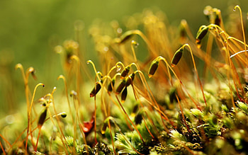 Nature, Macro, Buds, Sprouts HD wallpaper