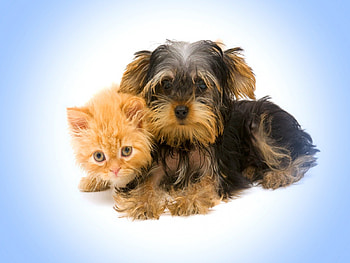 Sweet friends, kitten, puppy, babies, cute, friends HD wallpaper