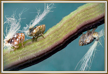 FLUFFY BUMS, BUMS, FLUFFY, , INSECT HD wallpaper