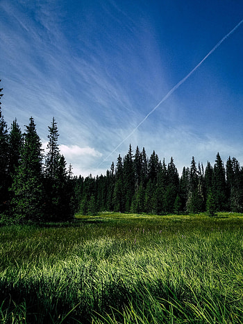 Nature, Trees, Grass, Sky, Fir, Spruce HD phone wallpaper