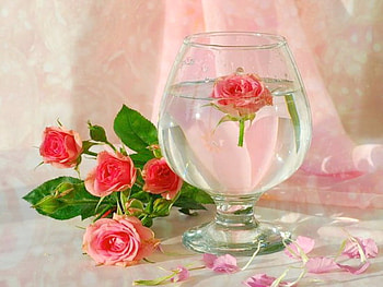Love floats, coral, float, rose bowl, green, water HD wallpaper