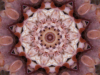 Mushroom Kaleidoscope, digital art, kaleidoscpe, fractal HD wallpaper