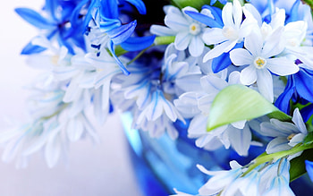 Plants, Flowers HD wallpaper
