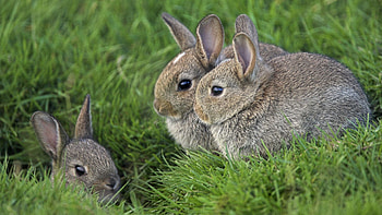 Animals, Grass, Rabbits, Eyes, Ears, Three HD wallpaper